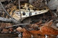 Wildlife photo of a Black Caiman Melanosuchus niger