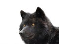 Portrait of a black canadian wolf isolated on white