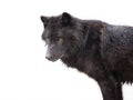 Portrait of a black canadian wolf isolated on white