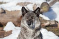 Portrait of black canadian wolf is standing on a white snow. Close up. Canis lupus pambasileus Royalty Free Stock Photo