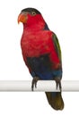 Portrait of Black-capped Lory, Lorius lory, also known as Western Black-capped Lory or the Tricolored Lory, a parrot Royalty Free Stock Photo