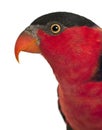 Portrait of Black-capped Lory, Lorius lory, also known as Western Black-capped Lory or the Tricolored Lory Royalty Free Stock Photo