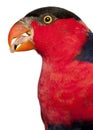 Portrait of Black-capped Lory, Lorius lory, also known as Western Black-capped Lory or the Tricolored Lory Royalty Free Stock Photo