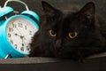 Portrait of a black cat with an alarm clock.