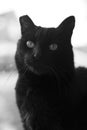 Portrait of a black cat behind window with copy space Royalty Free Stock Photo