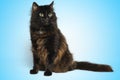 Portrait of a black cat with a blue background Royalty Free Stock Photo