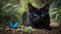 Portrait of a black cat with blue eyes and a butterfly. Royalty Free Stock Photo