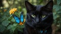 Portrait of a black cat with blue eyes and a butterfly. Royalty Free Stock Photo