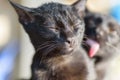 Black cat close the eyes when other cat licking Royalty Free Stock Photo