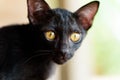 Portrait of black cat face Royalty Free Stock Photo