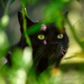 Portrait of Black Cat in Folliage