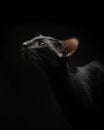 Portrait of a black cat with green eyes on a black background. Oriental cat in the studio. Graceful pet looking up Royalty Free Stock Photo