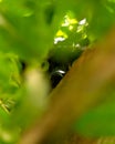 Portrait of a black cat with green eyes lurking and hiding in the bushes Royalty Free Stock Photo