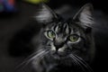 Portrait of black cat with green eyes watching you Royalty Free Stock Photo