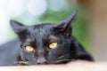 Portrait of black cat looking camera Royalty Free Stock Photo