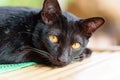 Portrait of black cat looking camera Royalty Free Stock Photo