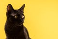 Portrait of a black cat looking into the distance on a yellow background Royalty Free Stock Photo