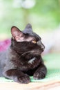 Portrait of black cat looking something Royalty Free Stock Photo