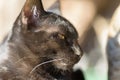 Portrait of black cat looking for something Royalty Free Stock Photo