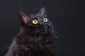 Portrait Of A Black Cat Looking Up On A Dark Background, Acting Curious And Focused.