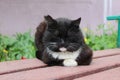 Black cat sitting on a bench in spring