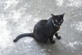 Portrait of black cat sit on concrete floor, Animal Royalty Free Stock Photo