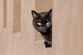 Portrait of a black cat sitting on the wall of a building sunny summer day