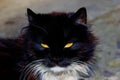 Portrait of a black cat Royalty Free Stock Photo