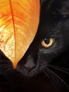 Portrait of a black cat watching under a golden leaf. Kitten with yellow eyes. Domestic pet enjoying autumn vibes. Fall concept Royalty Free Stock Photo