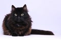 Portrait of a black cat with white background Royalty Free Stock Photo