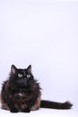 Portrait of a black cat with white background Royalty Free Stock Photo