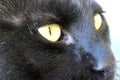 Portrait of black cat with yellow eyes..