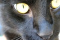 Portrait of black cat with yellow eyes..