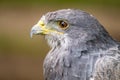 Portrait of a Black Chested Buzzard Eagle looking left Royalty Free Stock Photo