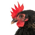 Portrait black chicken Royalty Free Stock Photo