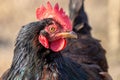 Portrait of a black chicken close up in profile. Breeding chickens