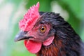 Portrait of a black chicken on green background