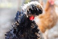 Portrait black chicken Royalty Free Stock Photo