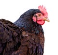 Portrait of a black chicken on a white isolated background_ Royalty Free Stock Photo