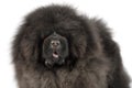 Portrait of a black Chow Chow dog in the studio Royalty Free Stock Photo