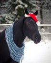 Christmas Horse With Red Cap In The Winter