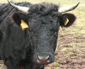 Portrait of a black cow with horns