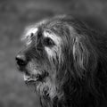 Portrait of a black crossbreed dog