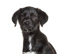 Portrait of a black crossbreed, isolated