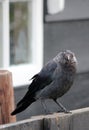 Cute crow close up photo