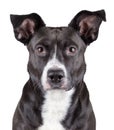 Portrait of black cute dog Royalty Free Stock Photo