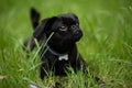 Portrait of black cute pet pug-dog of breed \'Petit Brabancon Brussels Griffon\' laying on grass Royalty Free Stock Photo
