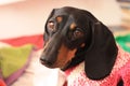 Portrait of a black dachshund with beautiful eyes in a pink sweater Royalty Free Stock Photo