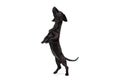 Portrait of black dachshund dog training isolated on white studio background. Concept of motion, pets love, animal life