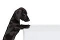 Portrait of black dachshund dog training isolated on white studio background. Concept of motion, pets love, animal life